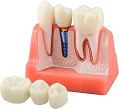 Dental Education Models